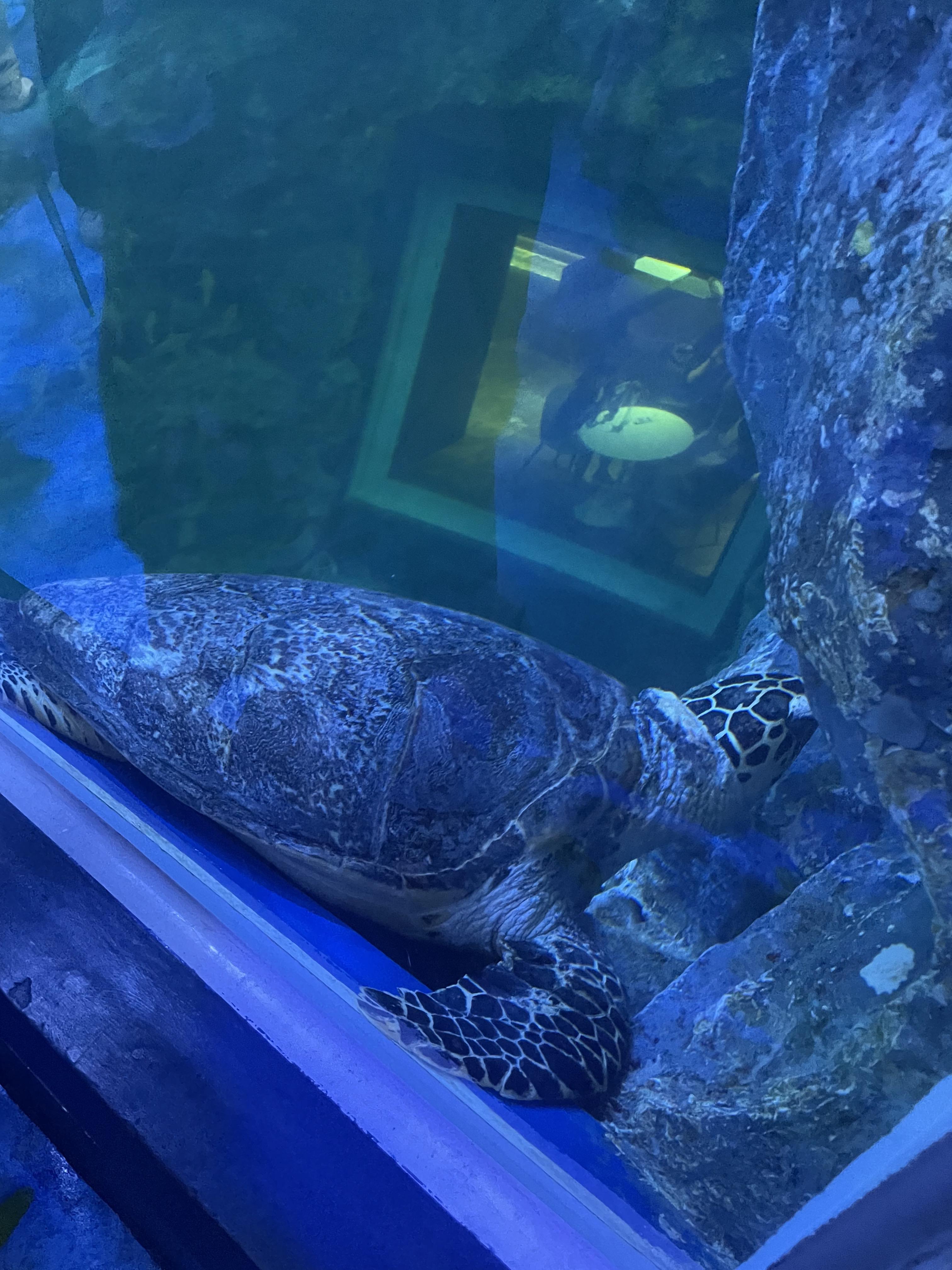 여수 아쿠아플라넷