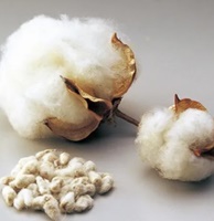목화