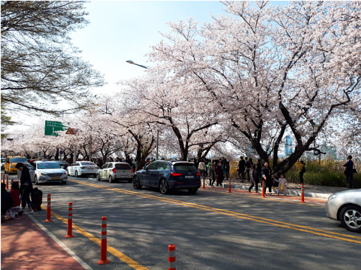 여의도 벚꽃축제