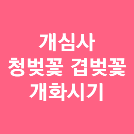 개심사 청벚꽃 개화시기