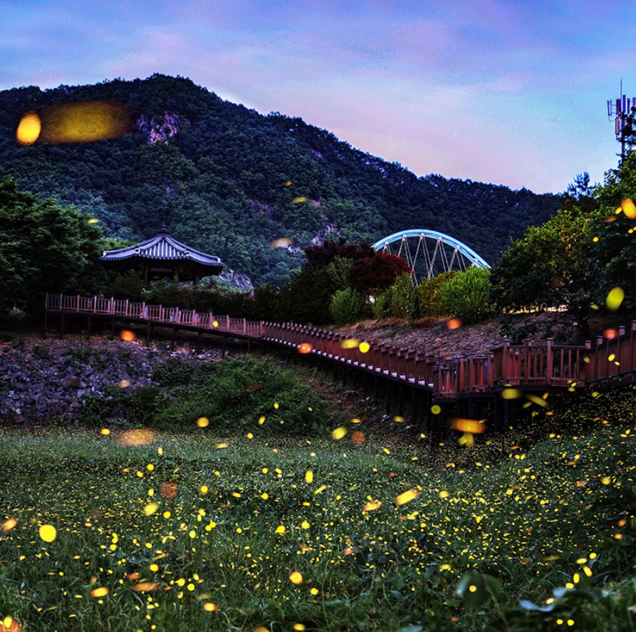 무주-반딧불-축제