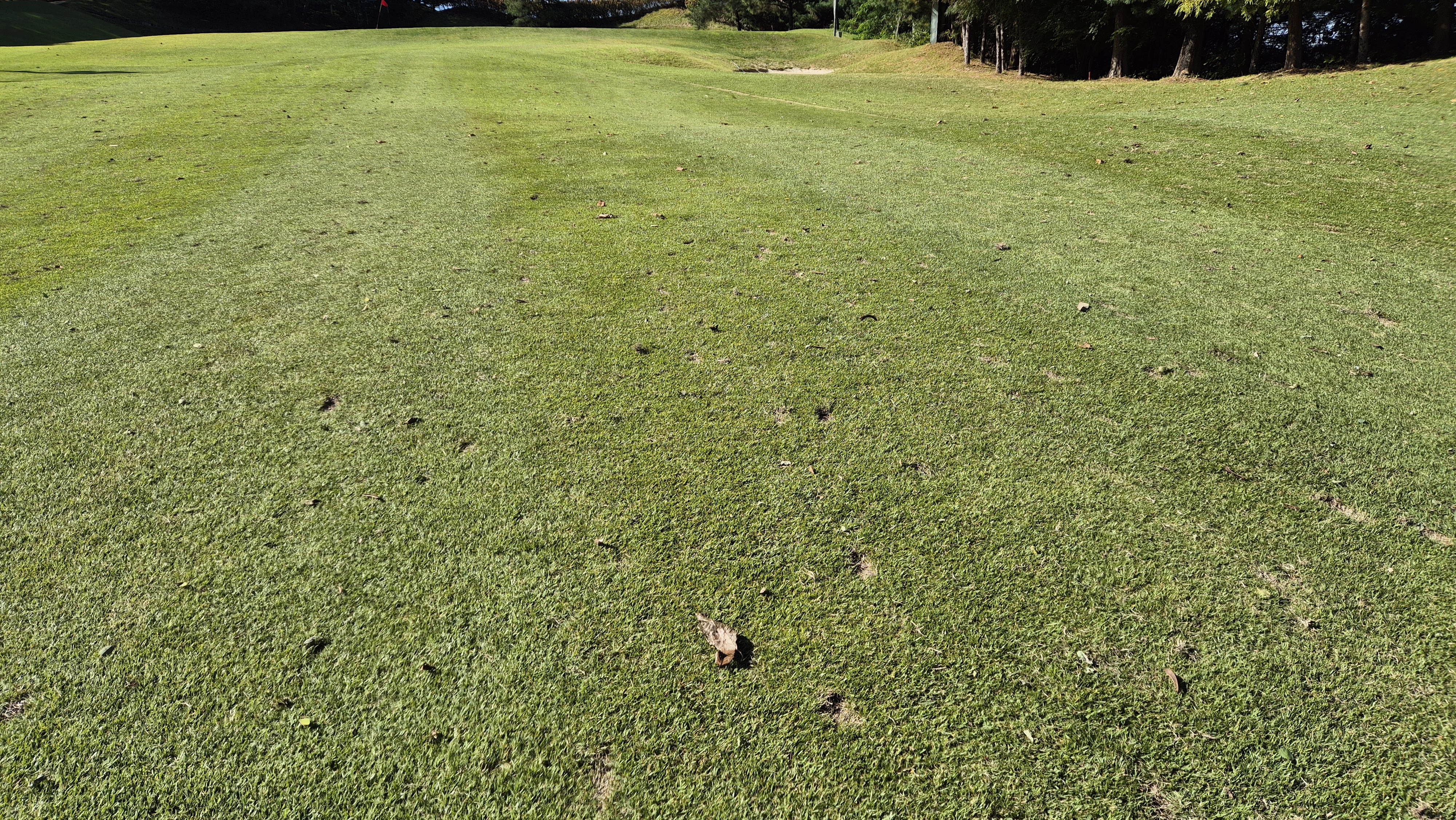 떼제베cc 동-북 코스 코스관리 상태