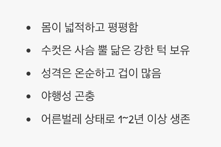숲속의 작은 장군, '넓적사슴벌레'는 어떤 친구?