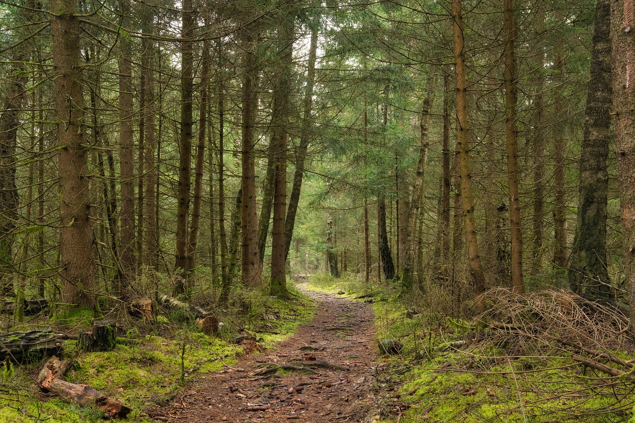 전나무숲길 관련 사진