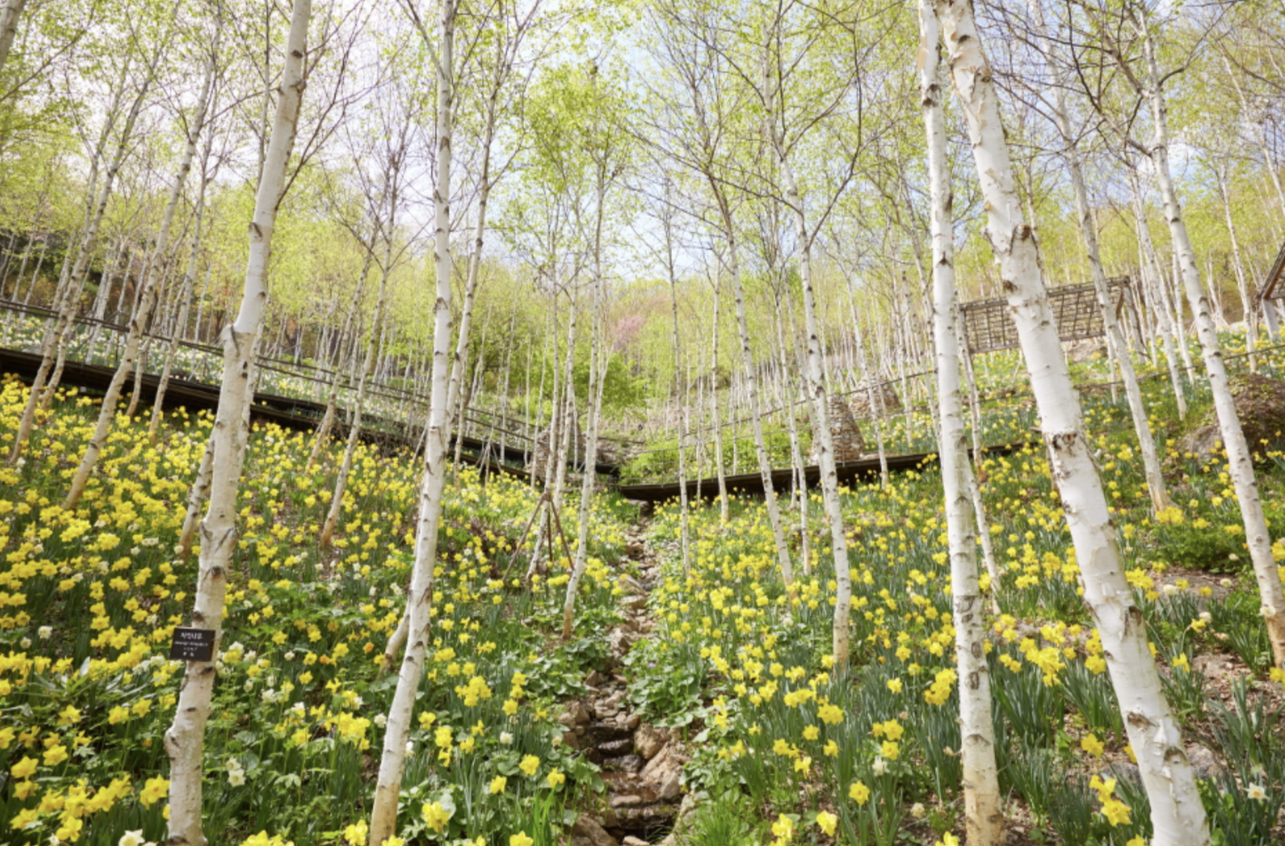 화담숲 봄 수선화 축제