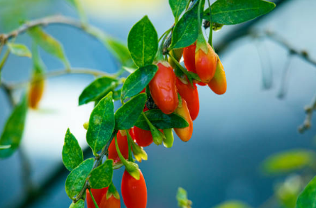 구기자 효능&amp;#44; 효능과 부작용&amp;#44; 먹는법 총정리 (2024ver)