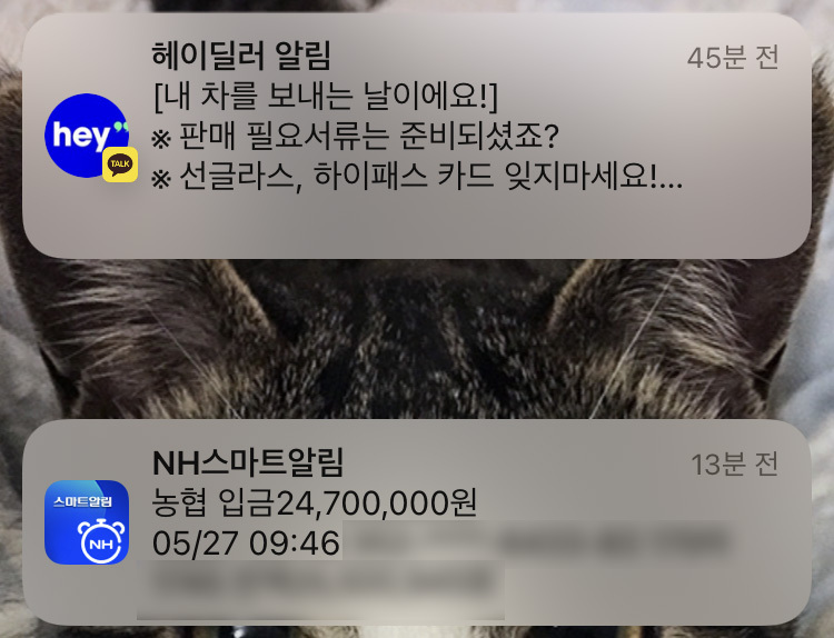 헤이딜러 후기