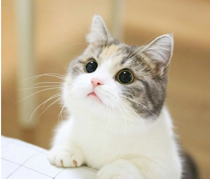 고양이가 싫어하는 냄새