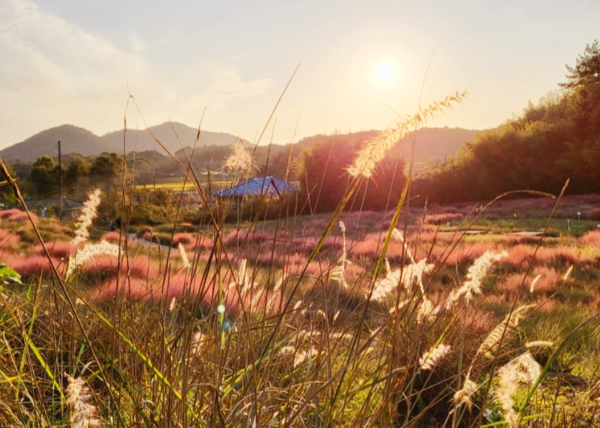 노을 속 청농원 핑크뮬리