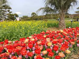 안면도꽃박람회