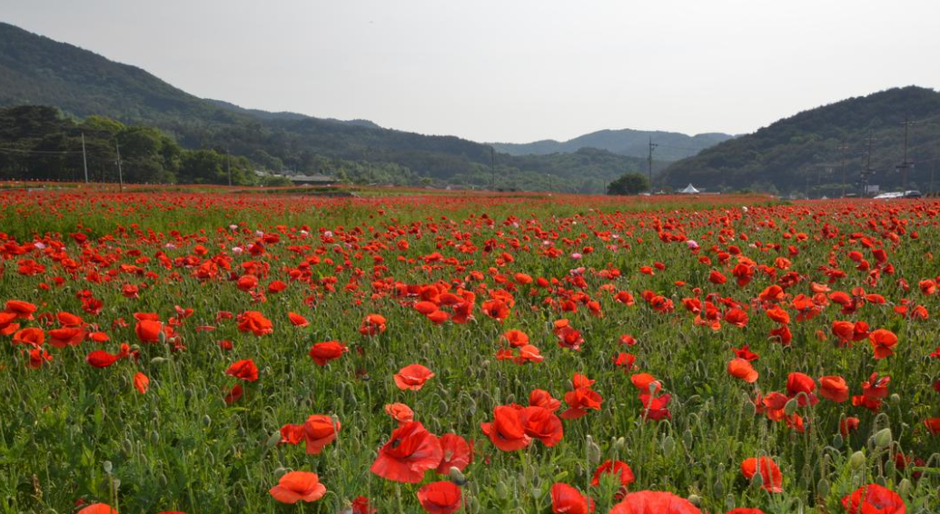 하동 양귀비 꽃 축제
