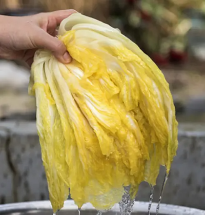 절임배추 사전예약