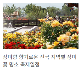 장미