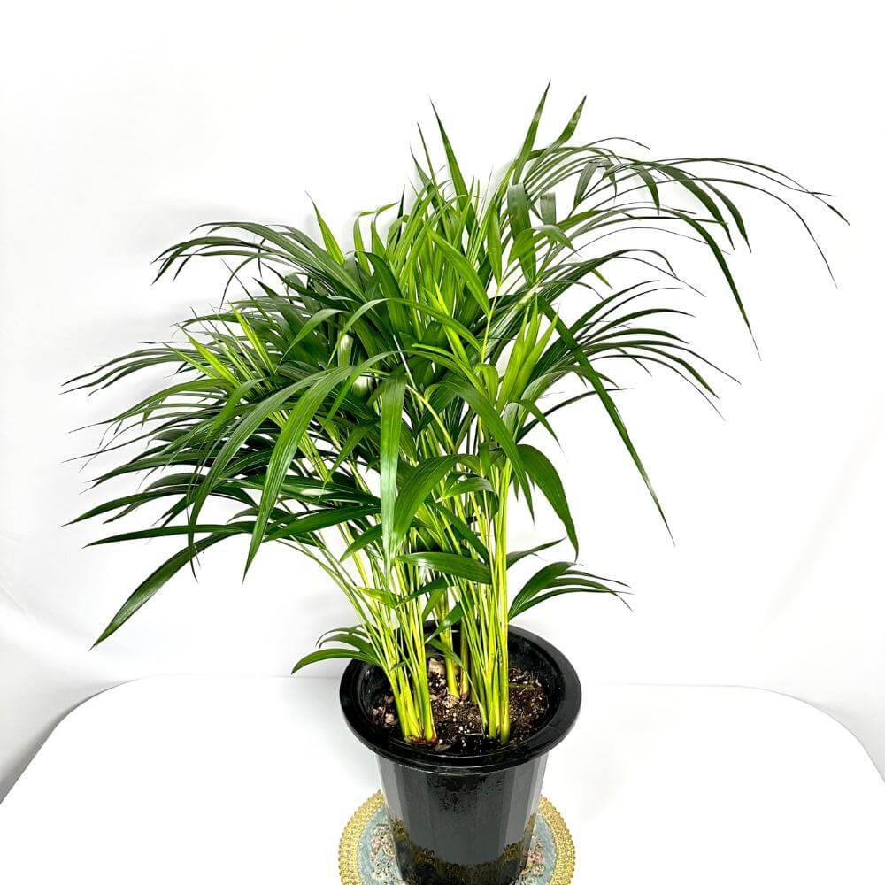 나사(NASA)선정 공기정화식물