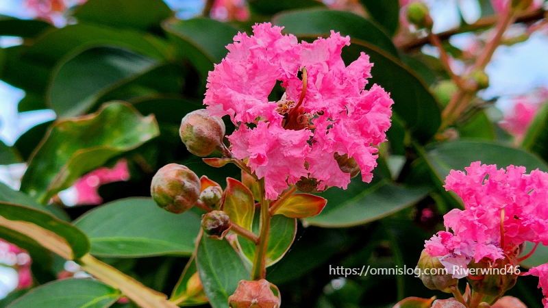 배롱나무꽃,백일홍,여름꽃,간지름나무,목백일홍