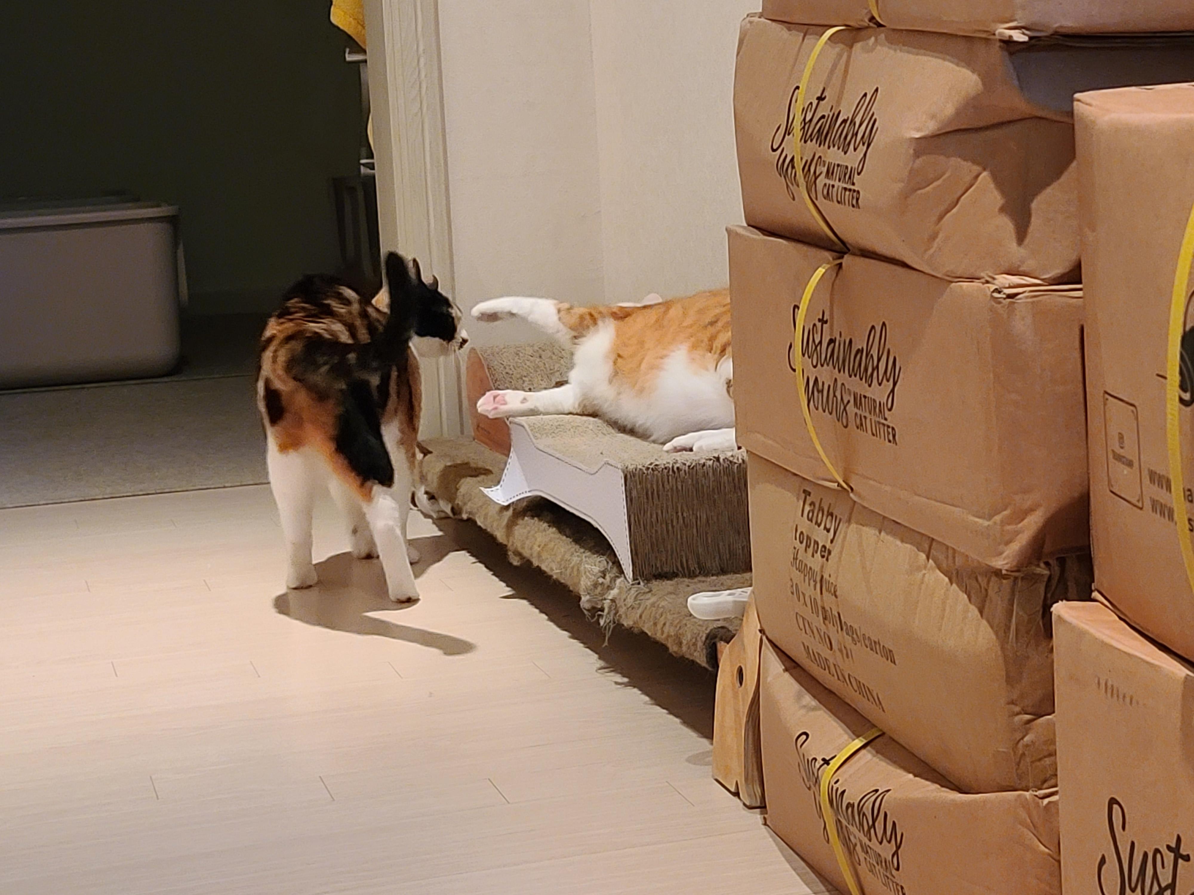 호야 다다 커플 투닥투닥