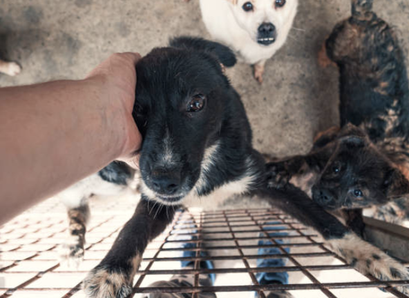 동물은 사회적 약자를 상징한다