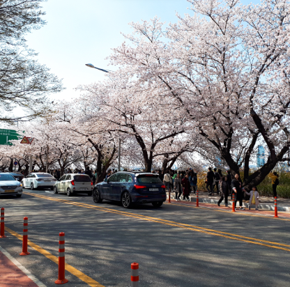 2025 꽃 개화시기 벚꽃21