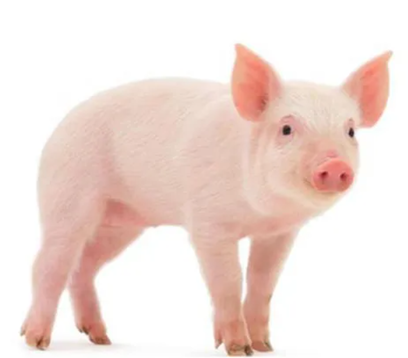 2024년 돼지띠 운세 