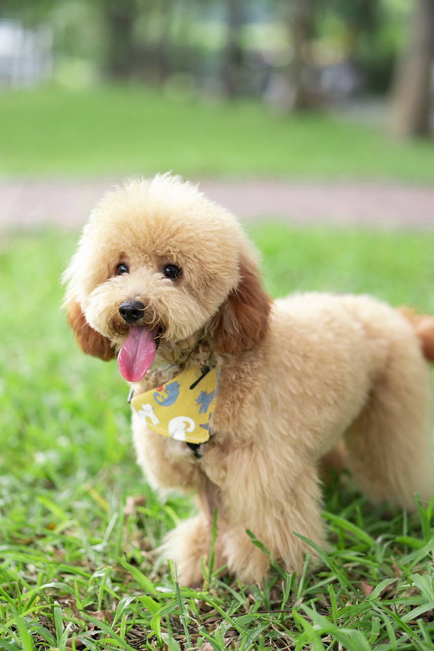 토이 푸들(Toy Poodle)