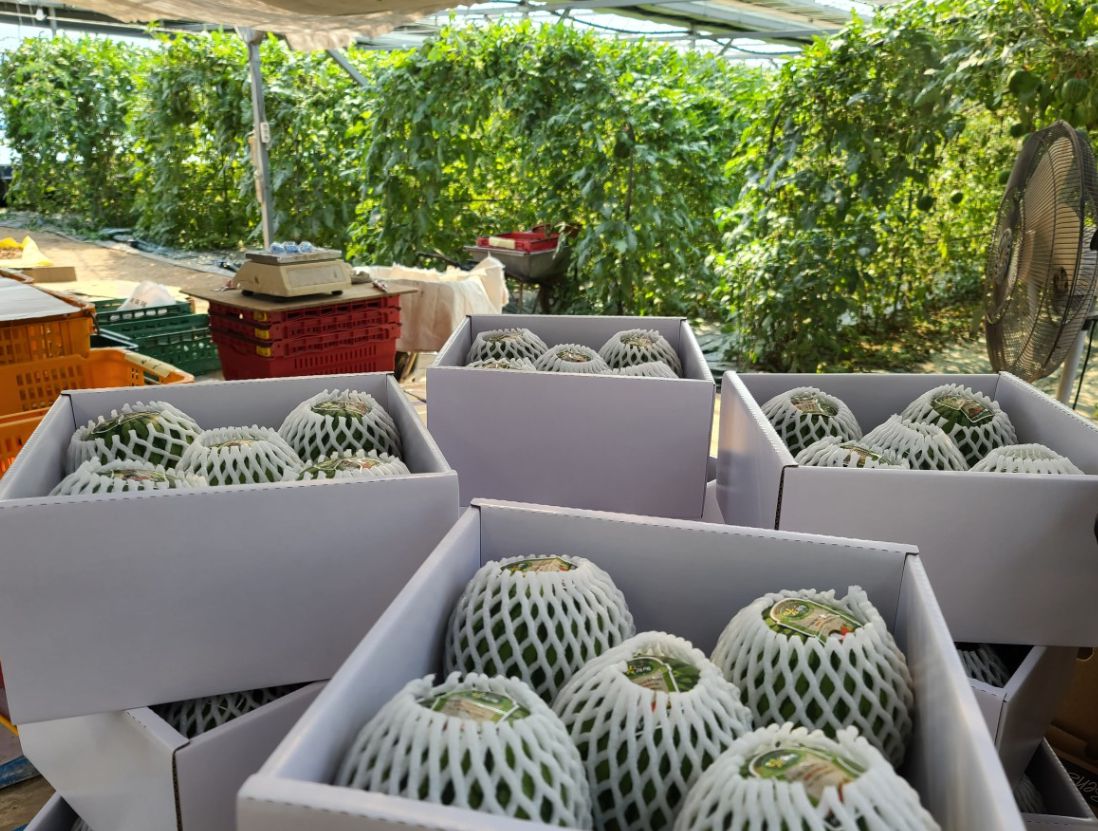 창원 애플수박농장