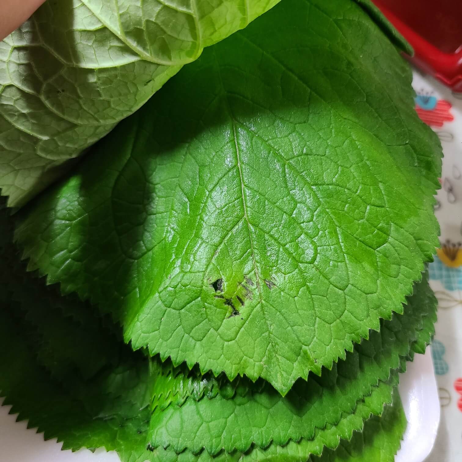 곰취나물손질방법