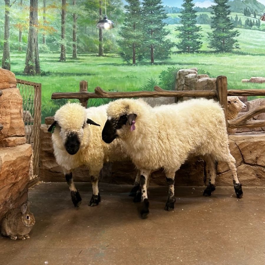 쥬벅스 앤 쥬니멀