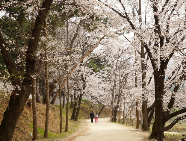 홍릉벚꽃