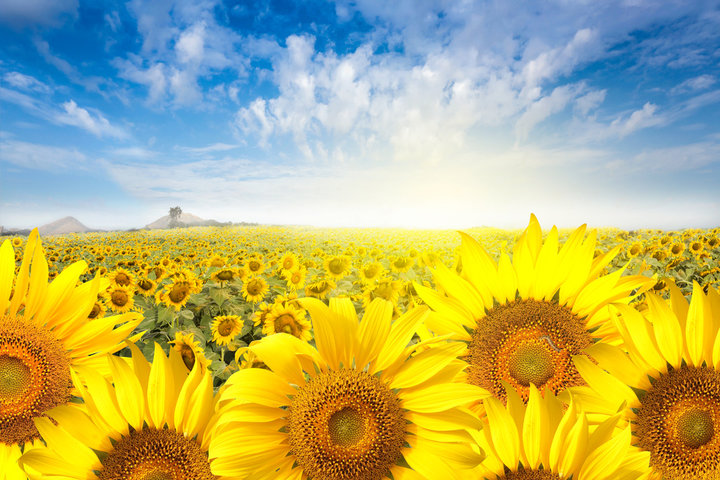 재물운을 부르는 풍수화 추천 7가지