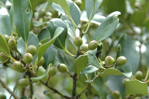 감탕나무 열매1