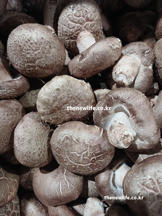 어린이 성장기 골격 형성 돕는 표고버섯 효능