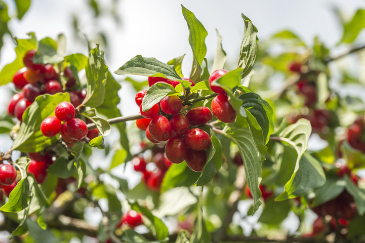 구기자 효능, 섭취법 총정리