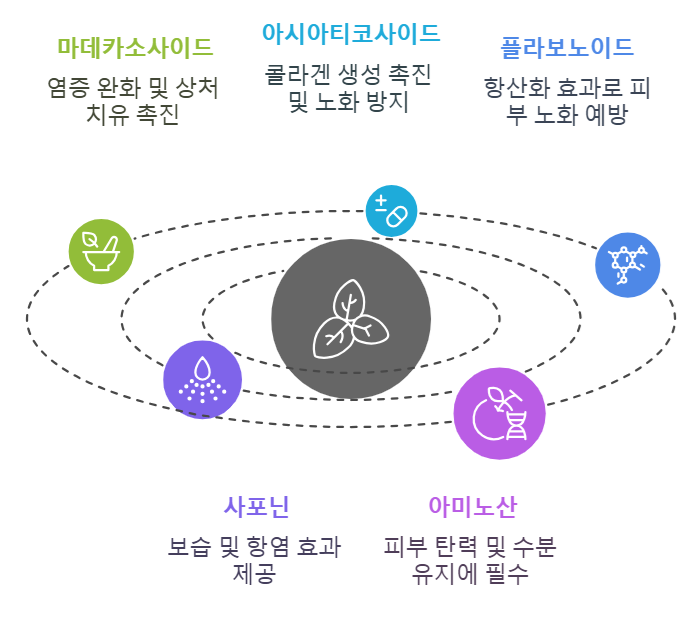 병풀의 영양 성분 및 건강 영향