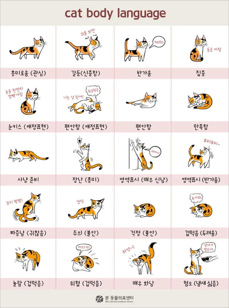 고양이 행동 분석 교정 언어 의미_1