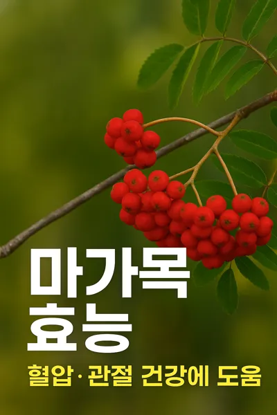 마가목 효능 강조 썸네일