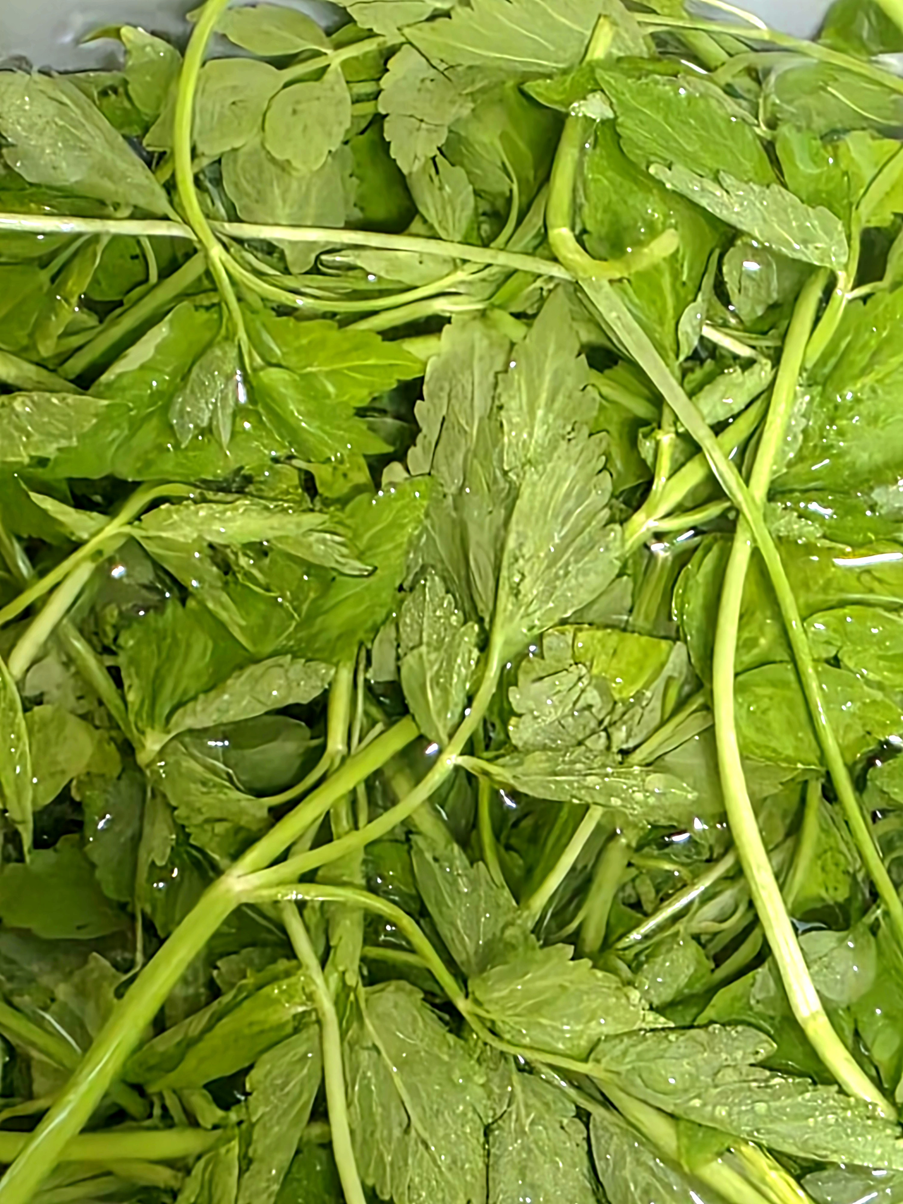 미나리-세척이-우선입니다.