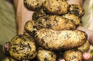 감자 꿈해몽 13가지 