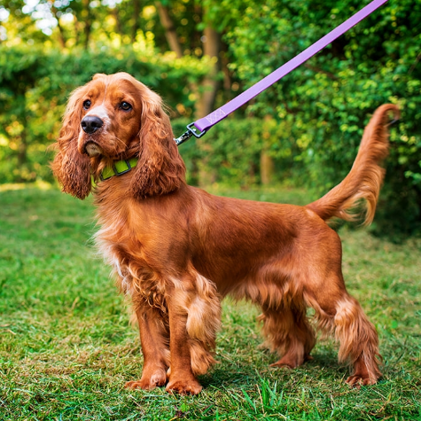 코카 스파니엘 (Cocker Spaniel) 사진