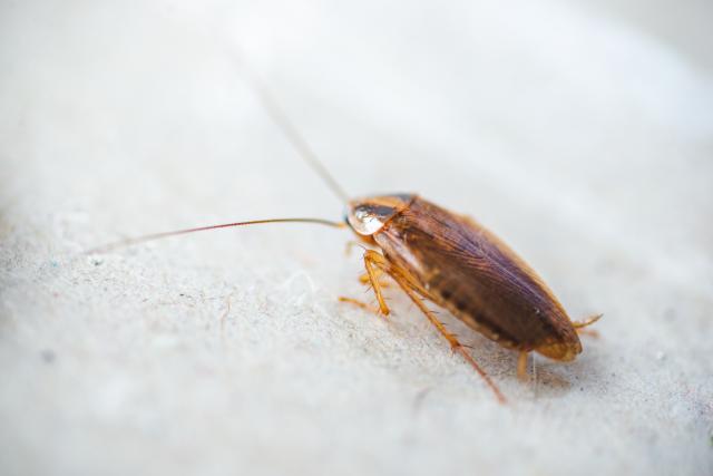 알레르기 비염 가려움증 원인 바퀴벌레