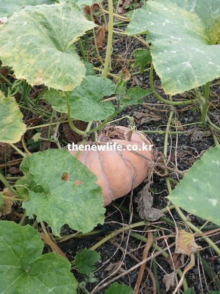 호박잎 사이에서 천천히 숙성 중인 장 건강에 도움이 되는 늙은 호박 농장 실사진