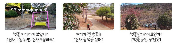 2025진해군항제 벗꽃축제 일정정보 예약하기