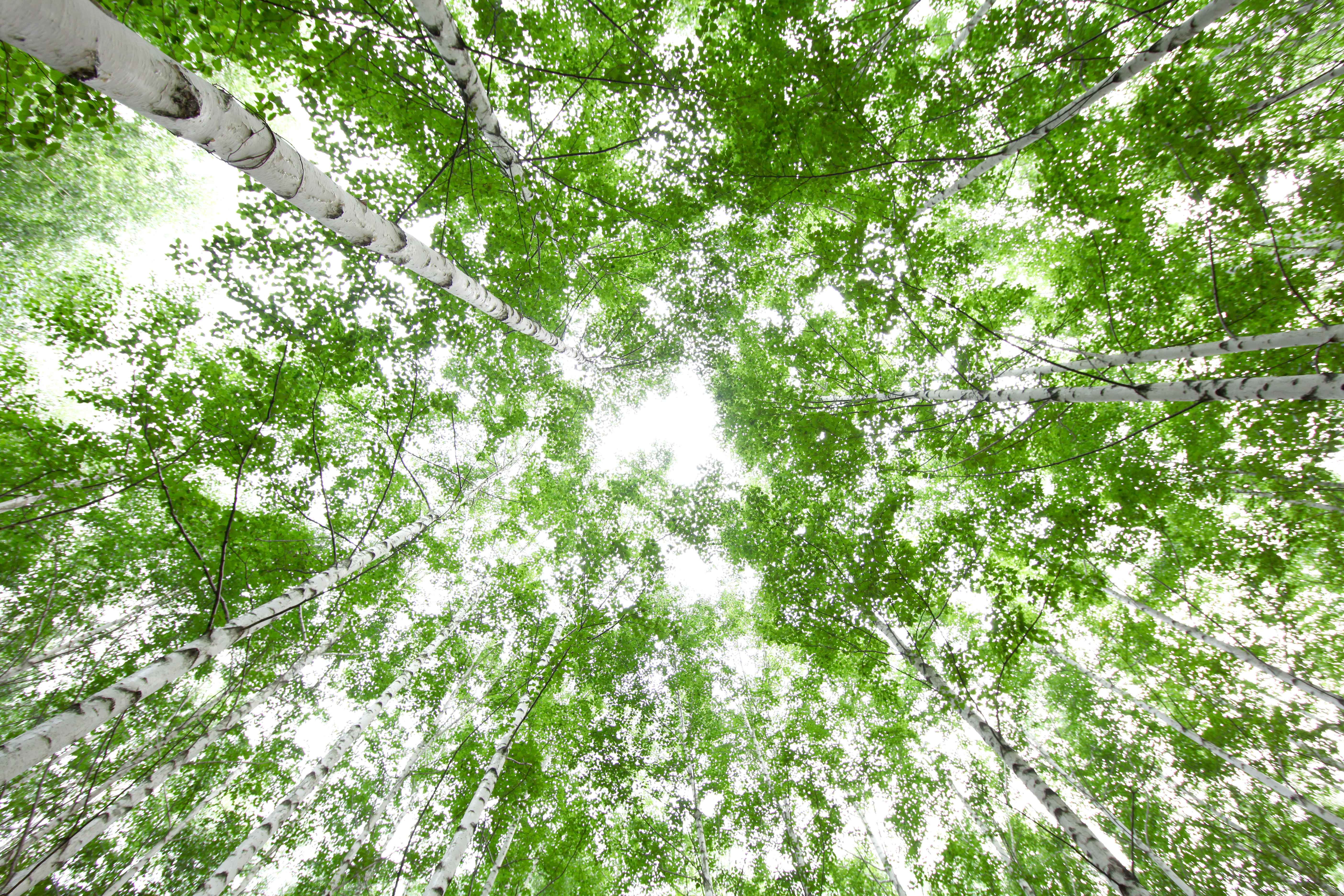 인제 원대리 자작나무 숲 사진