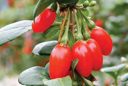 진시황 불로초 과일 비아그라-동의보감 구기자