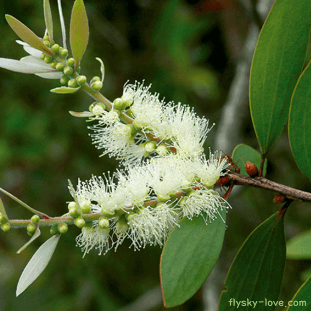 카제풋 (cajeput), 카제풋 오일