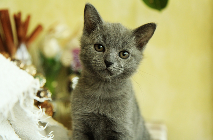 반려묘가 좋아하는 공간 만들기의 중요성