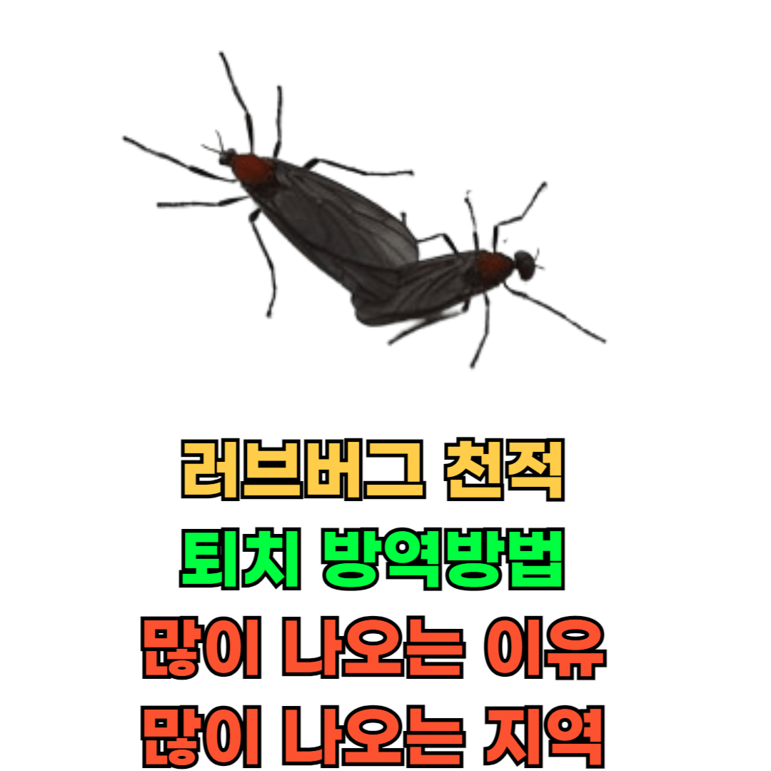 러브버그천적_퇴치_방역방법_많이나오는이유_많이나오는지역