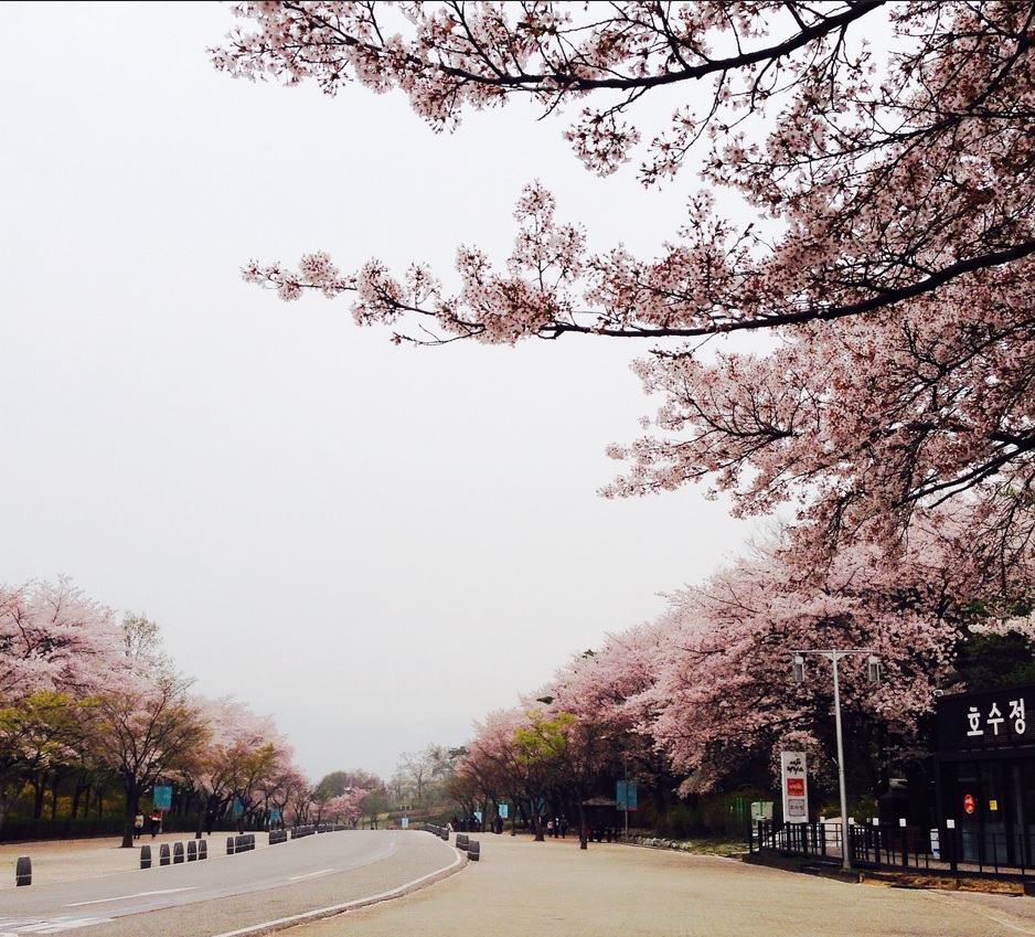 서울근교 봄 사진관련