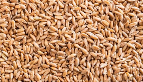 파로 곡물 엠머밀 - 효능, 부작용