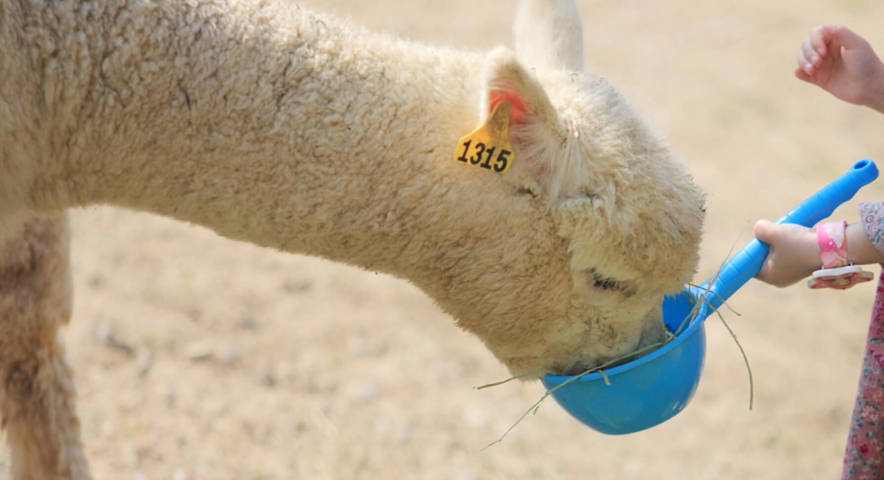 가산수피아 플라워 페스티발