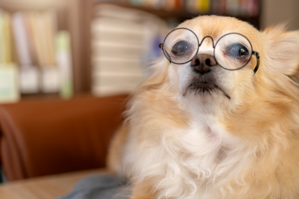 반려견 선글라스